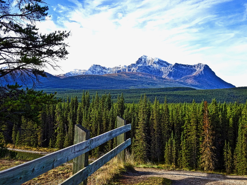 Forest, landscape, wilderness Area, pine tree, scenics, landscapes, no People, green color, road, beauty In Nature, Perspective, western USA, outdoors