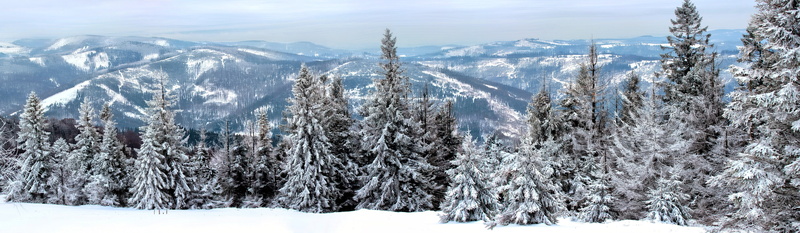 winter in the mountains, green, view, trees, photo, snowing, woodland, fir Tree, poland, pine tree, landscape, land, season, scenics, light, frozen, cold temperature
