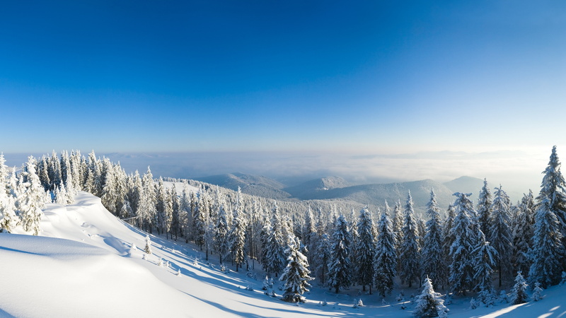 4K, winter forest, green, 5k, snow, pine, filled, sun, fir-trees, field, tree, mountain