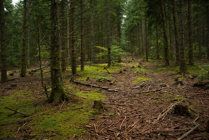 tranquil scene, scenics - nature, woodland, plant, outdoors, forest, growth, trail, fir, bamboo - plant, beauty in nature, trunks, 2K, tree, environment