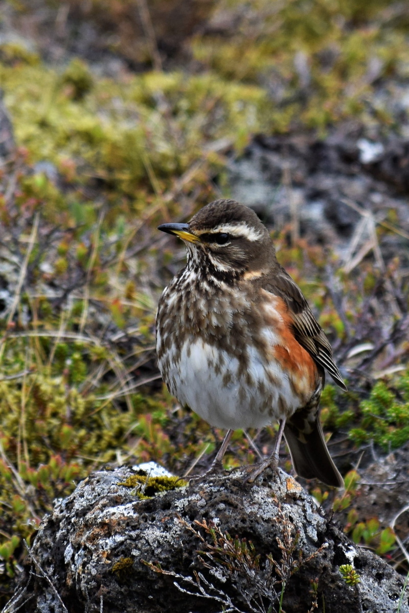 animal themes, day, close-up, 1080P, iceland, outdoors, wild life, hidden, vertebrate, animal, rock, full length, red, solid, Turdus Iliacus, redwing