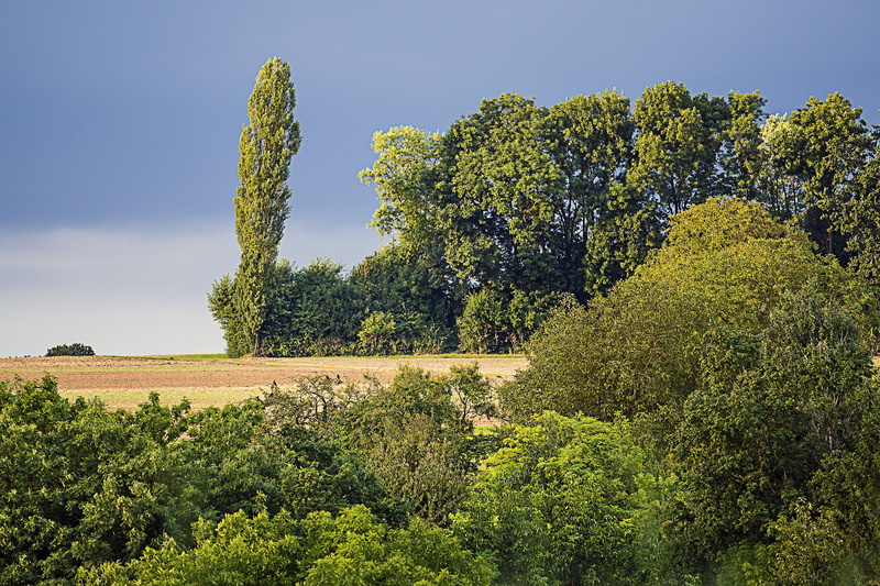 rural Scene, environment, tranquil scene, field, 4K, sky, landscape, agriculture, growth, non-urban scene, nature, outdoors, day, blue, undergrowth, tranquility