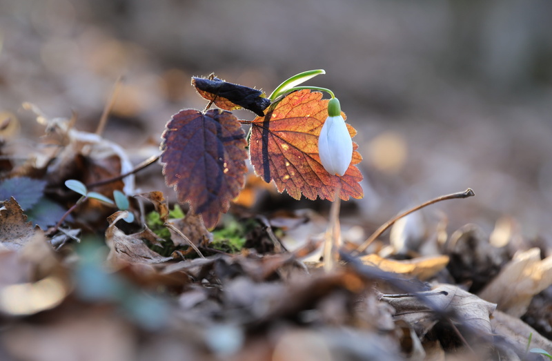 selective focus, vulnerability, 5K, plant part, plant, leaves, backlight, undergrowth, field, fragility, white, forest, spring, flowering plant, outdoors