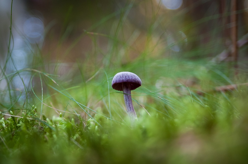 food, aggression, mushroom, surface level, 2K, grass, freshness, toadstool, beauty in nature, green color, vegetable, day, undergrowth, forest, close-up
