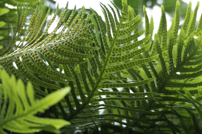 botany, ferns, tranquility, growth, leaves, outdoors, no people, beauty in nature, close-up, undergrowth, natural pattern, coniferous tree, frond, green