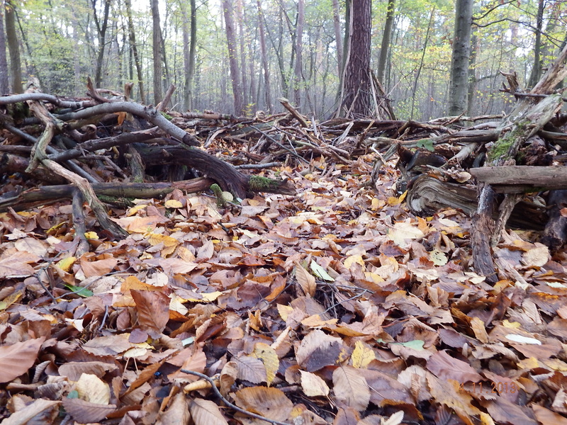 tranquility, dry, undergrowth, wood, day, trunk, abundance, plant, forest floor, leaves, mood, beauty in nature, 4K, tree, tree trunk, outdoors, autumn