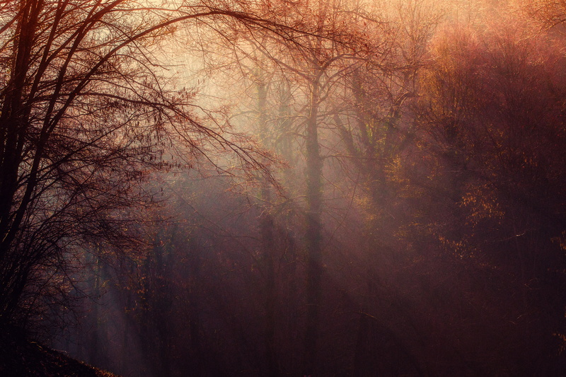 backgrounds, tranquil scene, no people, day, forest, bare tree, maple, tranquility, nature, woodland, autumn, 5K, light, land, branch, atmosphere, sunrise