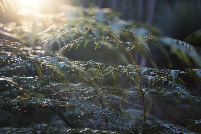 deep creek, growth, tree, selective focus, foliage, rainforest, close-up, winter, plant, day, beauty in nature, plants, frozen, no people, green, 5K, fern