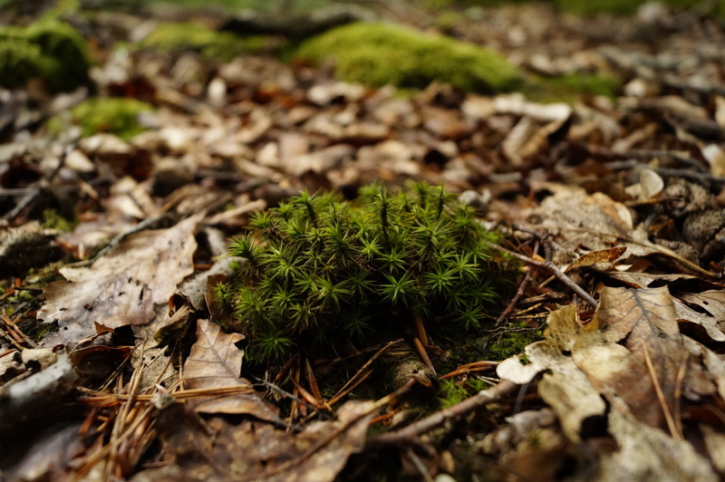 beauty in nature, land, plant part, outdoors, focus on foreground, Plant, close-up, leaves, summer, growth, field, 4K, no people, spiky, Undergrowth, Moss