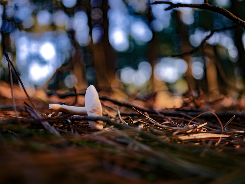 growth, white, close-up, vegetable, woodland, toadstool, fungus, field, focus, photography, day, food, mushroom, no people, outdoors, forest, surface level