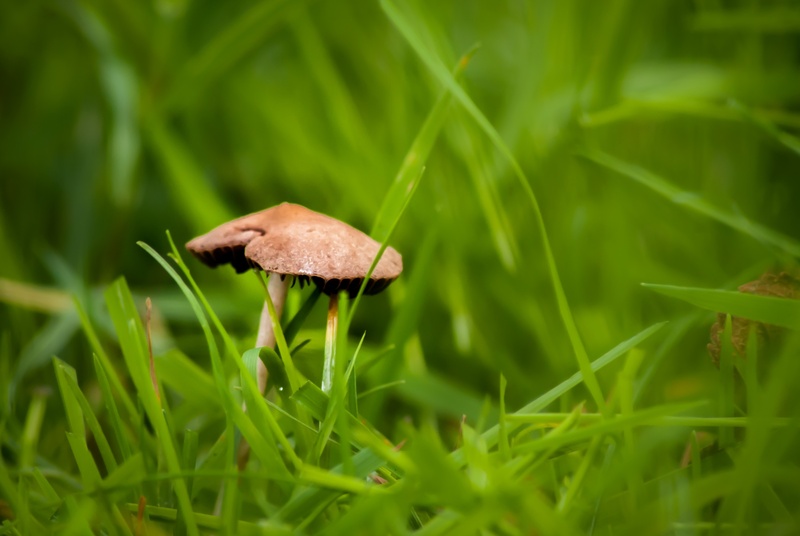 mushroom, land, nature, selective focus, beauty in nature, fragility, close-up, toadstool, depth of field, grass, garden, growth, blade of grass, green color
