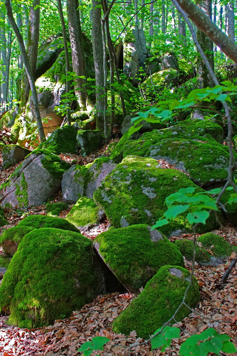 wood, lush foliage, leaves, no people, trees, foliage, land, foam, 5K, undergrowth, pierre, tree, vegetation, growth, rainforest, forest, green, scenics - nature