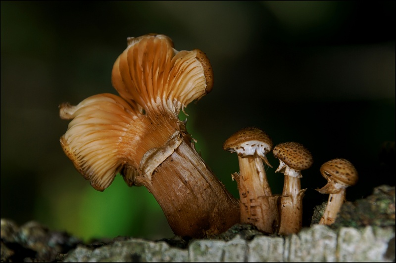 vegetable, food, day, undergrowth, mushroom, freshness, no people, selective focus, focus on foreground, toadstool, beauty in nature, fungus, nature, close-up