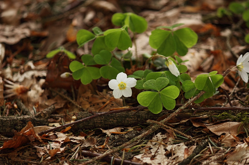 freshness, outdoors, leaf, plant, small, nature, plant part, flower head, high angle view, land, flowering plant, green color, spring, field, forest, undergrowth