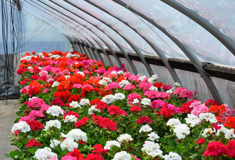 blossom, inflorescence, vulnerability, bloom, business, multi colored, sell, flowering plant, plant, decorative, petal, summer, Greenhouse, growth, built structure