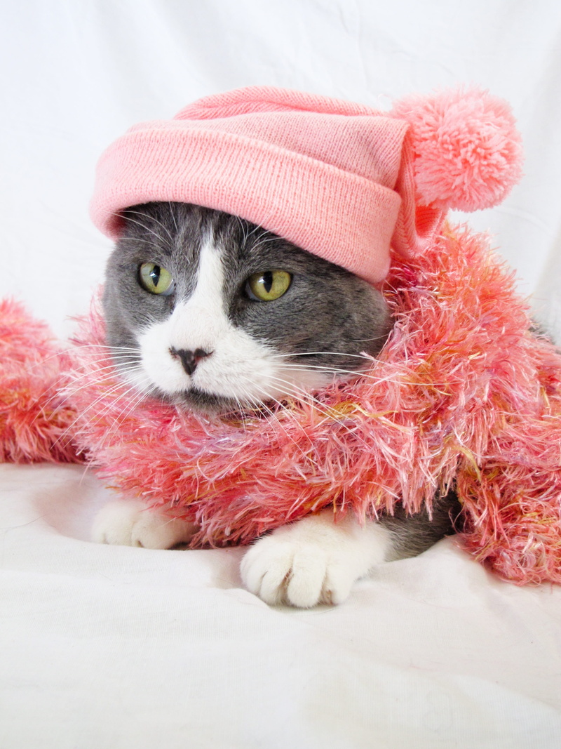 scarf, pet clothing, cute, cap, kitten, studio, domestic cat, knit, pink, grey, fur, mammal, hat, wearing, adorable, 2K, looking away, sweet, small, animal