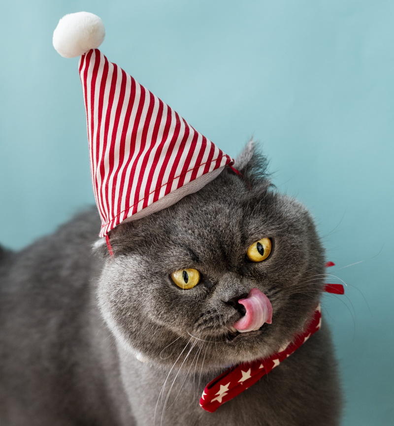 vertebrate, portrait, pets, studio, animal head, indoors, eyes, hat, gray, pet, white, animal, whisker, animal themes, blue background, bow tie, looking