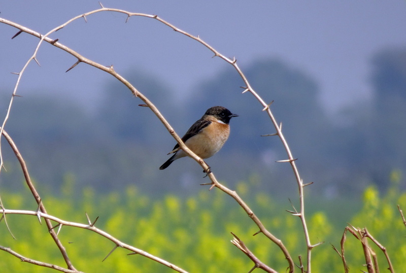animals in the wild, close-up, animal themes, selective focus, gujarat, vertebrate, focus on foreground, songbird, nature, india, 2K, branch, siberian stonechat