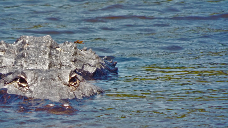 no people, gator, animal themes, swimming, rippled, underwater, marine, sea, one animal, animal head, outdoors, water, florida gator, day, alligator, wild
