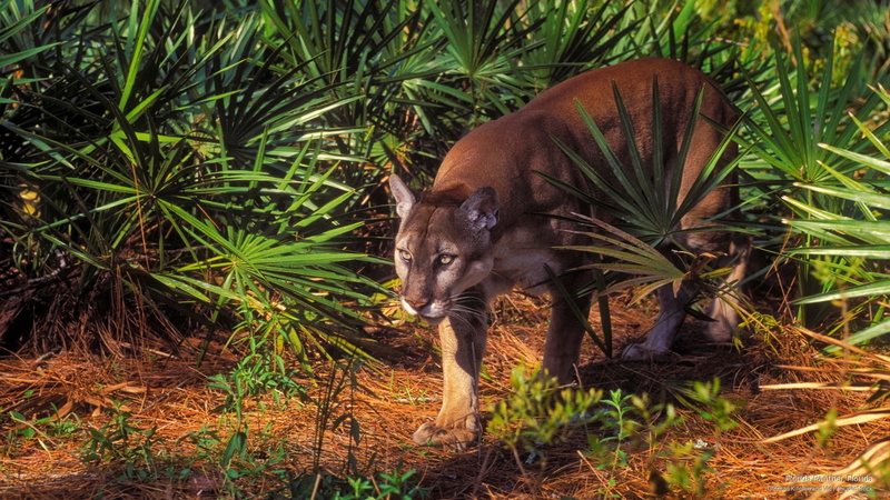 florida, 2K, panther, Animals