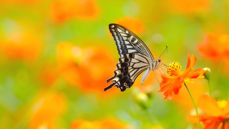 animals, 4K, butterfly, Eastern tiger swallowtail, Animal, 3840x2160