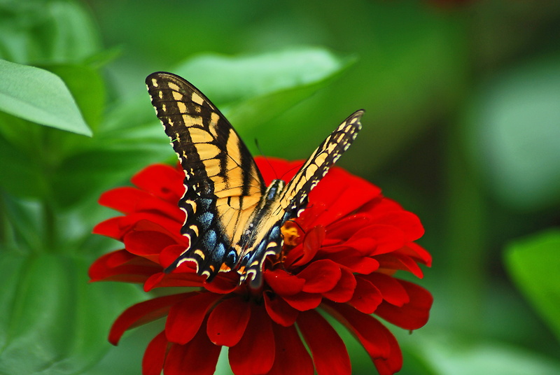 outdoors, flower, tiger, animals in the wild, petal, yellow, bloom, one animal, close-up, animal Wing, beauty In Nature, multi Colored, red, nature, field