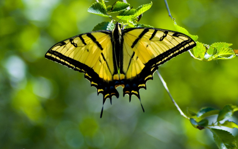 animals And Pets, tiger, macro, outdoors, beauty, invertebrate, one animal, leaf, beautiful, close-up, colors, wings, summer, nature, pollination, insect