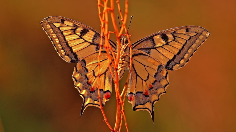 animal wildlife, close-up, fragility, color Image, wings, lepidoptera, animal body part, springtime, insect, wildlife, leaf, flying, multi Colored, orange Color