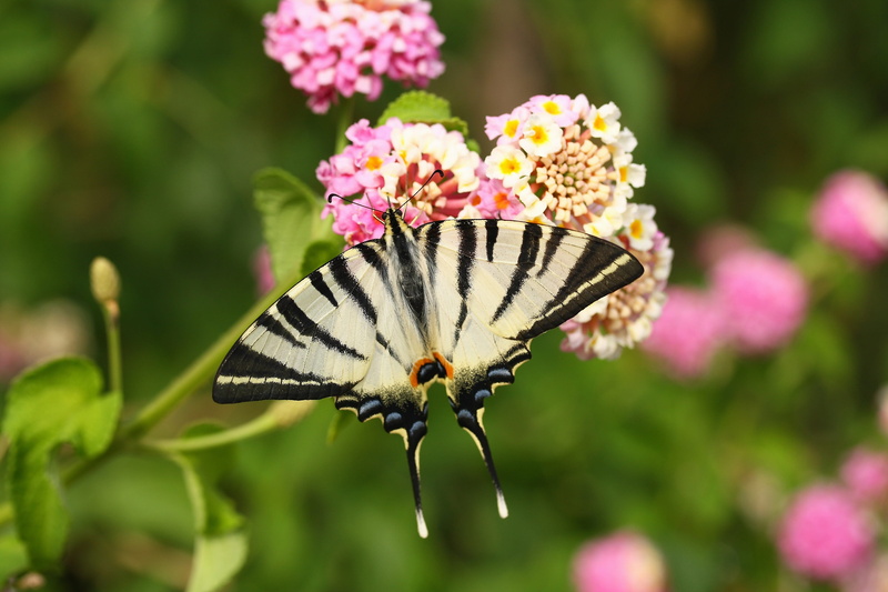 green field, Butterfly, selective, color, moth, perching, plant, Macro, Close, pollination, tiger, animal themes, beauty in nature, pink, close-up, fly