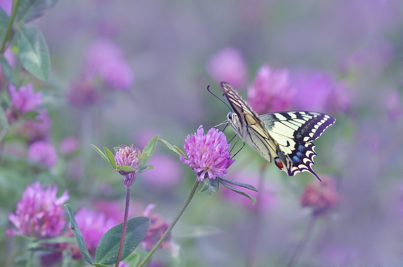 perched, pollination, leaf insects, fragility, flowering plant, animal, plant, summer, eastern, closeup, animals in the wild, one animal, photography, swallowtail