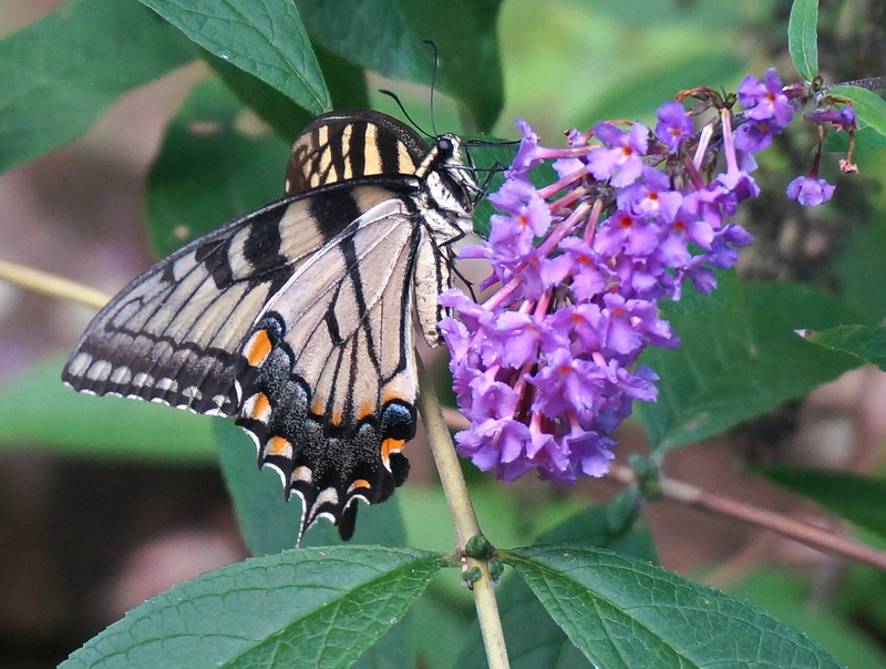 Swallowtail, shrub, swallowtail, focus on foreground, vulnerability, nature, plant, macro, wild, flora, fragility, animal Wing, animals in the wild, invertebrate