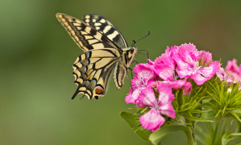 swallowtail, flower, carnation, 1080P, macro, butterfly, tiger, yellow