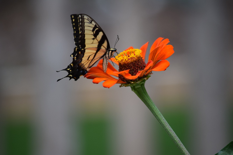 pollen, tiger, animal, petals, pollination, summer, inflorescence, fragility, nature, focus on foreground, animals in the wild, close-up, blooming, freshness