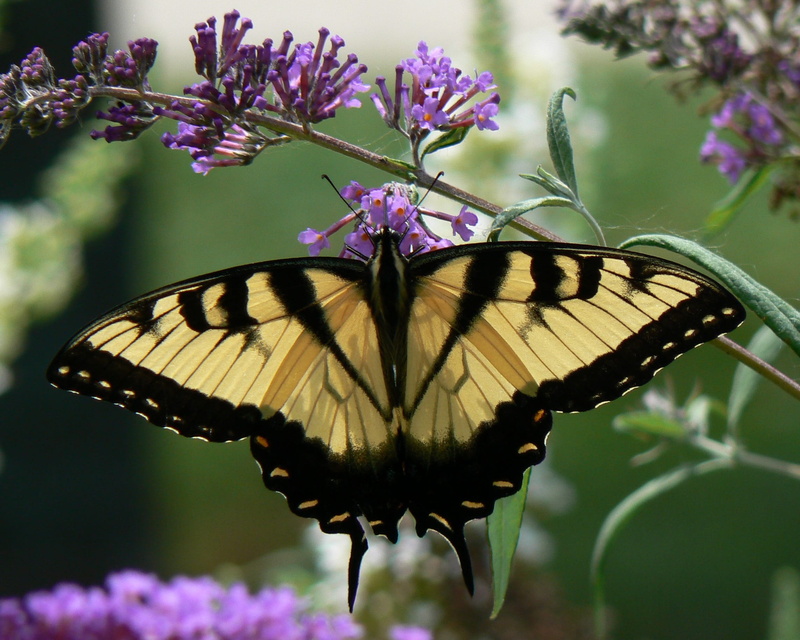 black, delicate, yellow, butterfly - insect, flower head, flowering plant, plant, vibrant, animal wildlife, animal themes, close-up, pollination, invertebrate