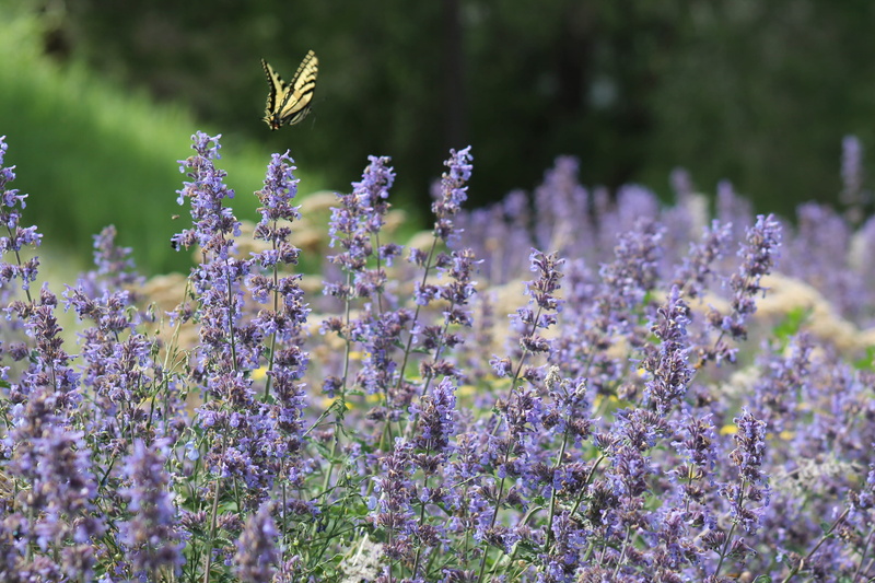 vulnerability, invertebrate, nature, animal, freshness, flight, butter fly, insect, beauty in nature, Flowers, Lavender, flying, 4K, field, flower, animals in the wild