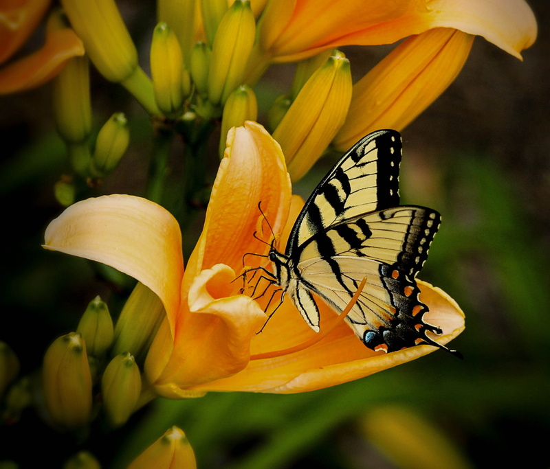 fragility, animals in the wild, flowering plant, plant, flower, fragrant, papilio, animal, larva, insect, nature, invertebrate, close-up, animal wildlife