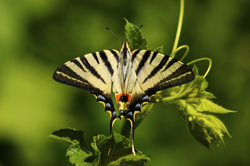 swallowtail, beauty in nature, growth, outdoors, plant part, butterfly - insect, animals in the wild, animal wildlife, plant, one animal, butterfly, 5K