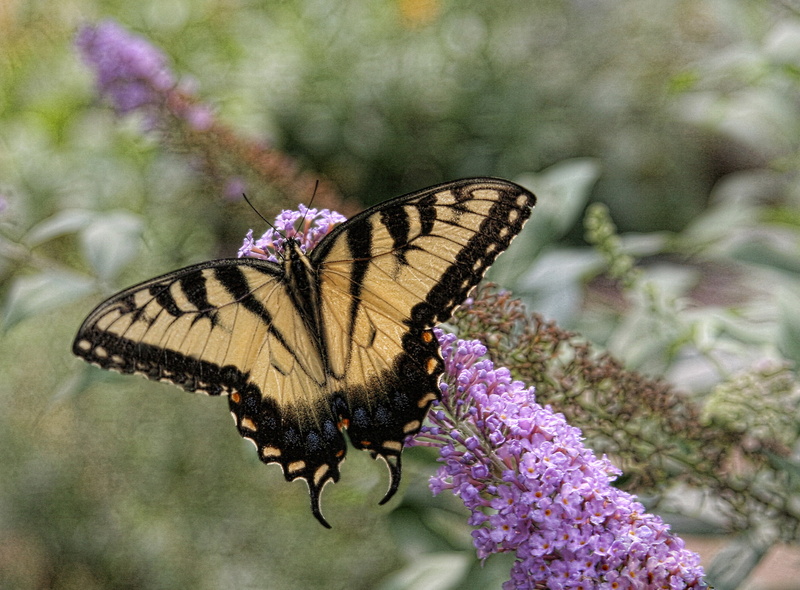 animal, flower, animal wildlife, flowering plant, butterfly - insect, plant, glaucus, springtime, beauty in nature, purple, one animal, freshness, butterfly