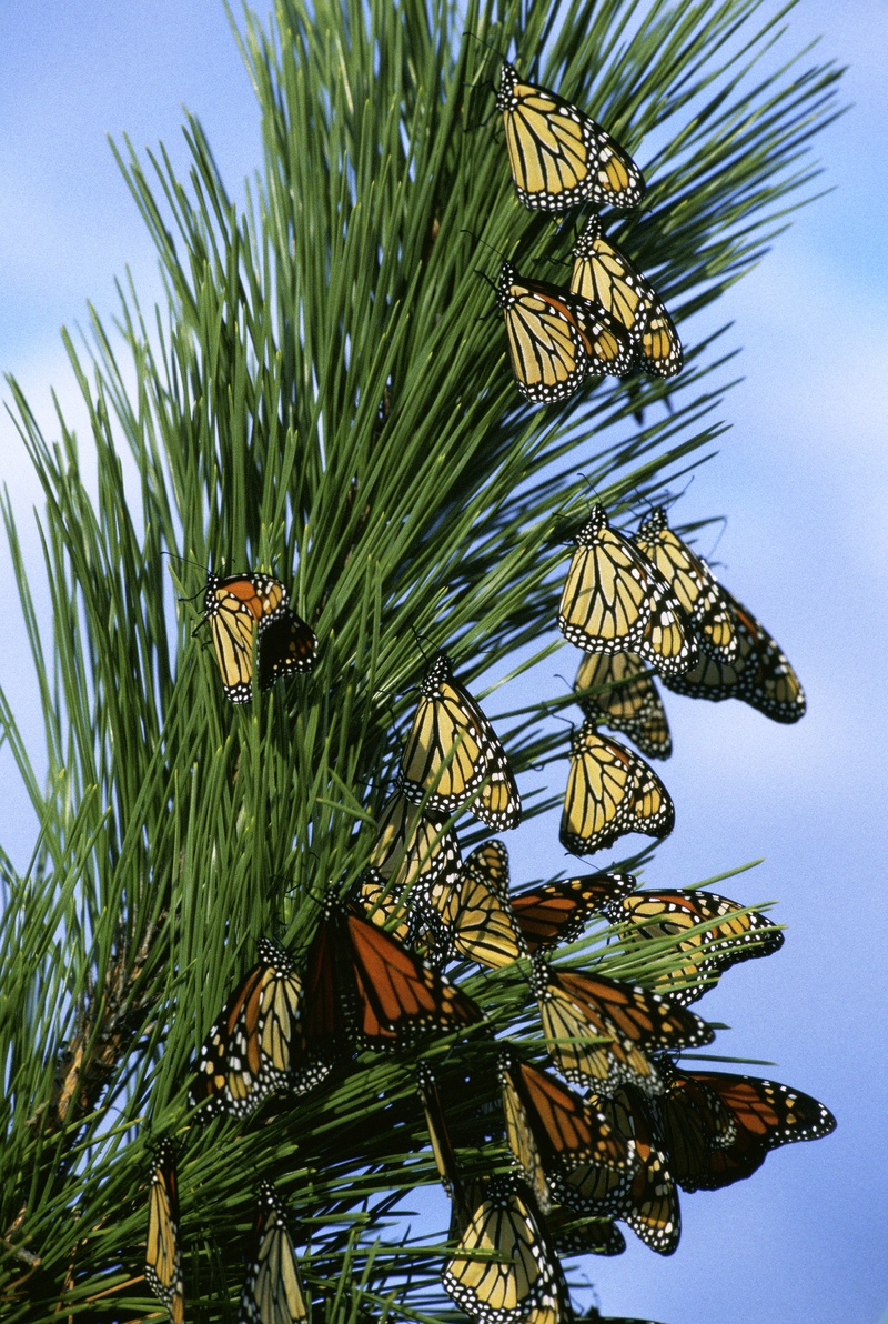 green color, pine tree, sky, group, animal wildlife, migration, animals in the wild, branch, day, close, growth, pine cone, no people, butterfly, outside