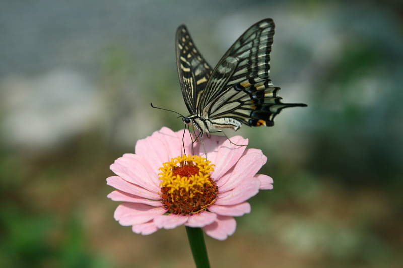 outdoors, no people, one animal, nature, beauty in nature, insects, pollination, close-up, eastern, flowering plant, vulnerability, pink color, insect