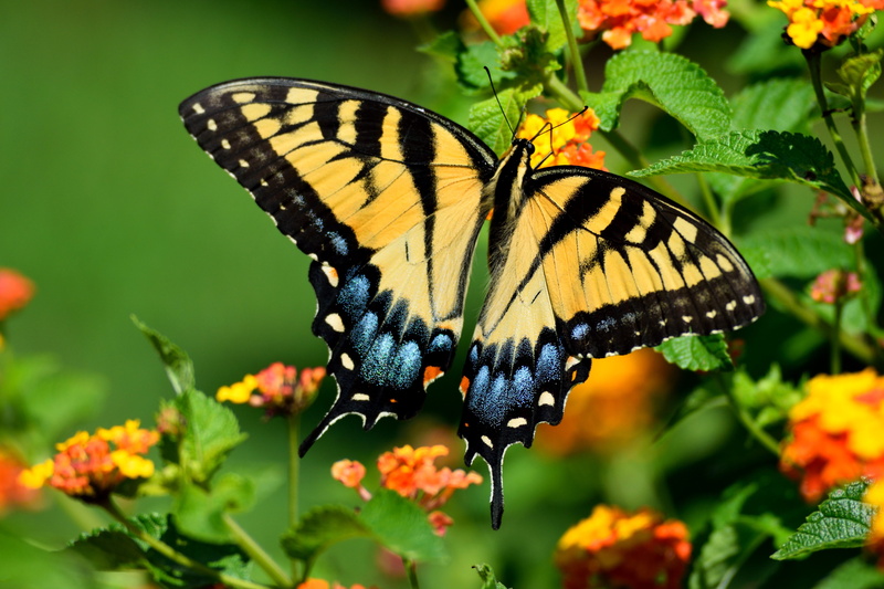 black, spring, nature, invertebrate, pollination, growth, natural, vibrant, flowering plant, insect, environment, plant, papilio, colorful, one animal