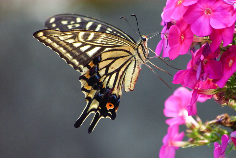 fragility, animal wing, tiger, nature, outdoors, insects, vulnerability, pink, butterfly - insect, summer, macro, no people, butterfly, invertebrate, flower head