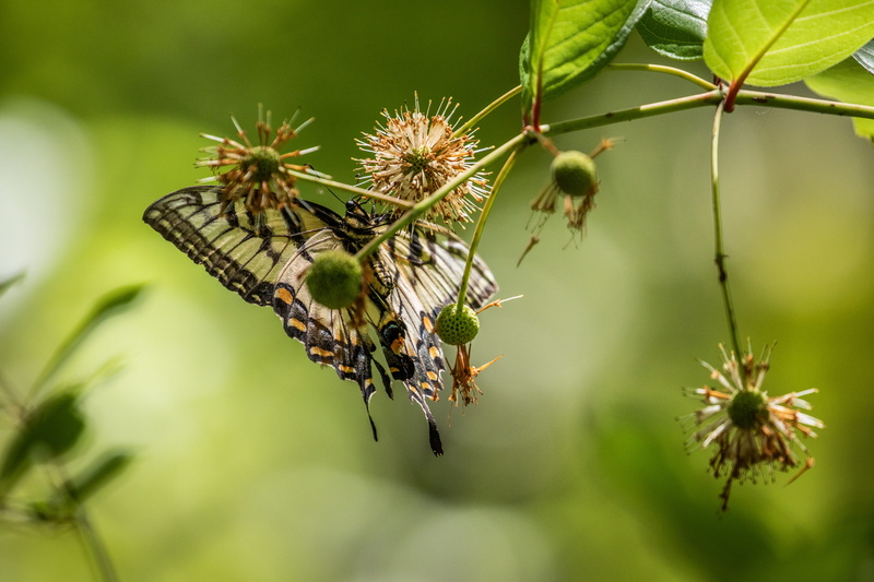 flower head, animal, vulnerability, blurred background, no people, selective, biology, animal themes, nature, 5K, bloom, wings, focus on foreground, animals in the wild