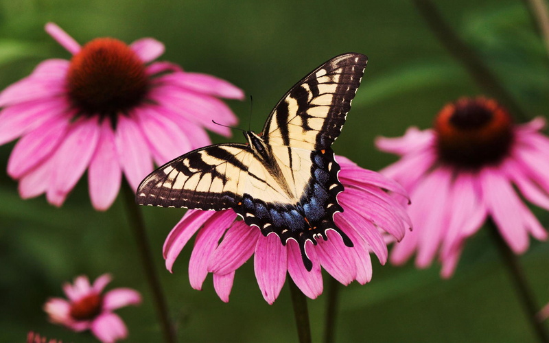Tiger, swallowtail, 1080P, coneflower, Butterfly, Purple