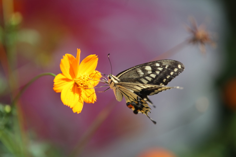 pollination, animal body part, swallowtail butterfly, freshness, close, no people, nature, animal wildlife, animals in the wild, 5K, one animal, insect