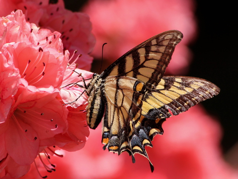 butterfly - insect, animal wing, flower, pollen, 2K, fragility, flowering plant, vulnerability, wings, pink azaleas, pollination, freshness, one animal
