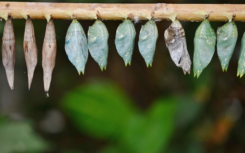 animal, 4K, macro, animal themes, hanging, cocoons, freshness, papilionidae, outdoors, in a row, day, drying, no people, insect larvae, side by side, food