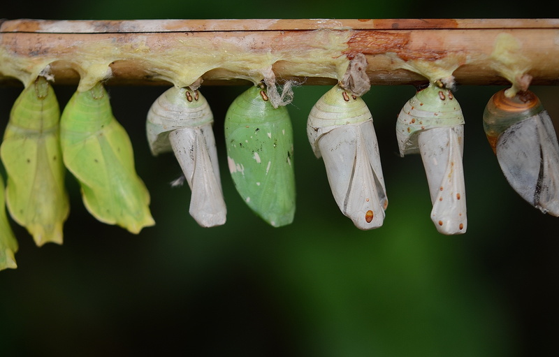 4K, larva, outdoors, animal, green, wood - material, day, insect larvae, in a row, freshness, food, cocoon, side by side, green color, larvae, cocoons