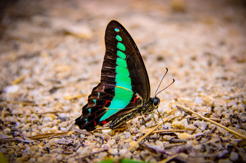 no people, selective focus, invertebrate, animals in the wild, green color, animal themes, butterfly - insect, land, animal wildlife, animal, butterfly backpack blue
