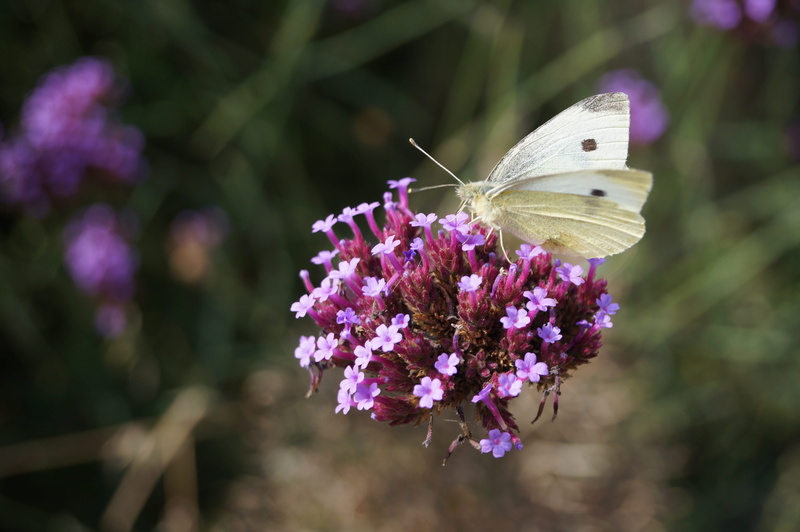 animal, plant, butterfly, nature, focus on foreground, flower, petal, animal wing, summer, 4K, animals in the wild, fragility, freshness, one animal, animal themes